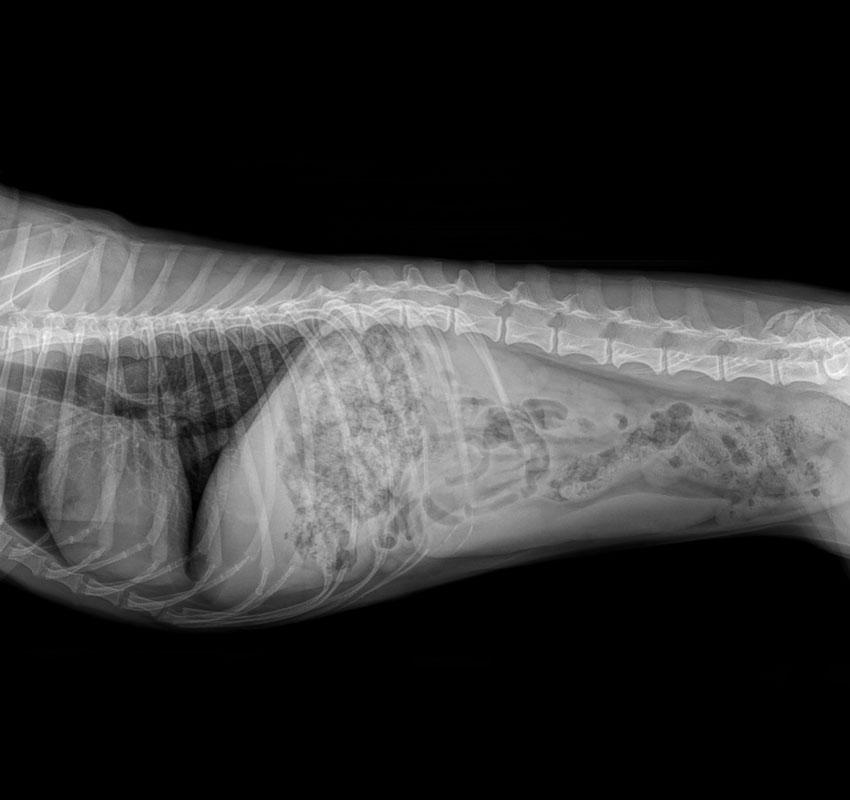 Digital-X-Rays2