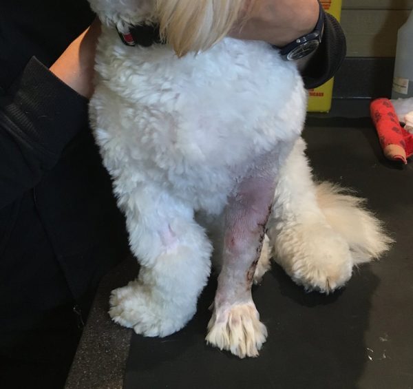 CT Scan & 3D Modeling Referral Caledonvet