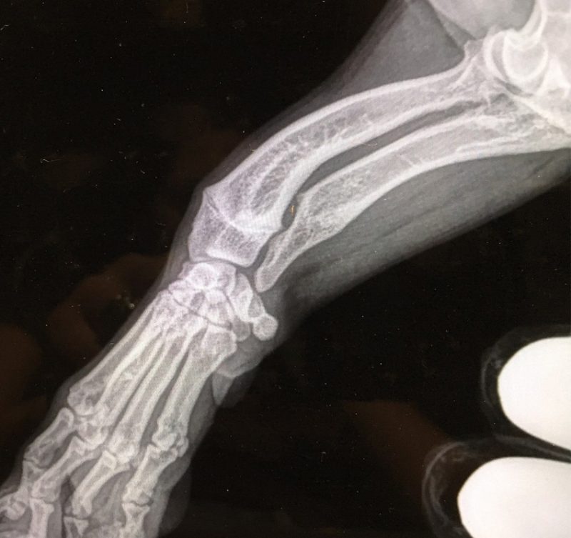 CT Scan & 3D Modeling Referral Caledonvet