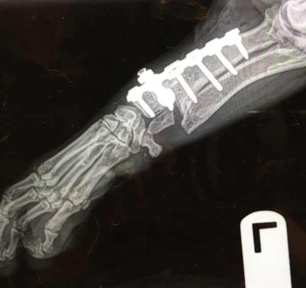 CT Scan & 3D Modeling Referral Caledonvet