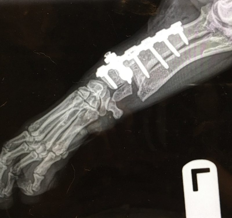 CT Scan & 3D Modeling Referral Caledonvet