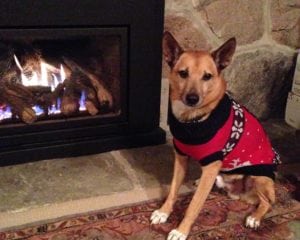 dog sitting by the fire