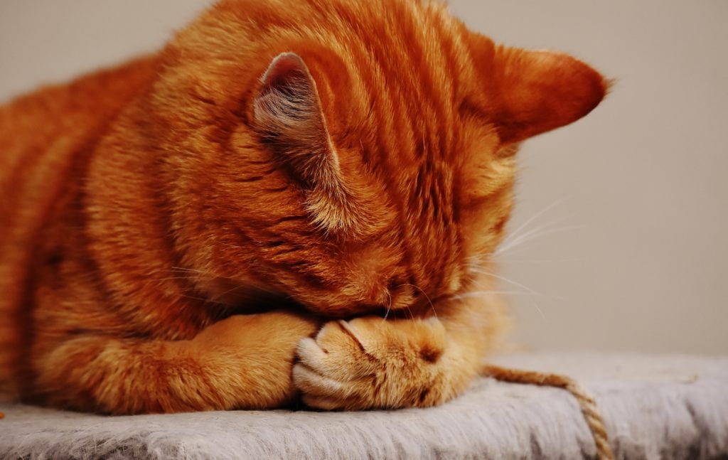 orange cat sleeping on own paw