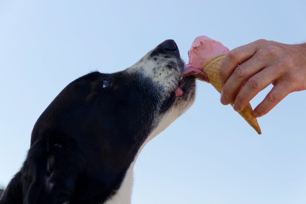 Dog licking ice cream cone