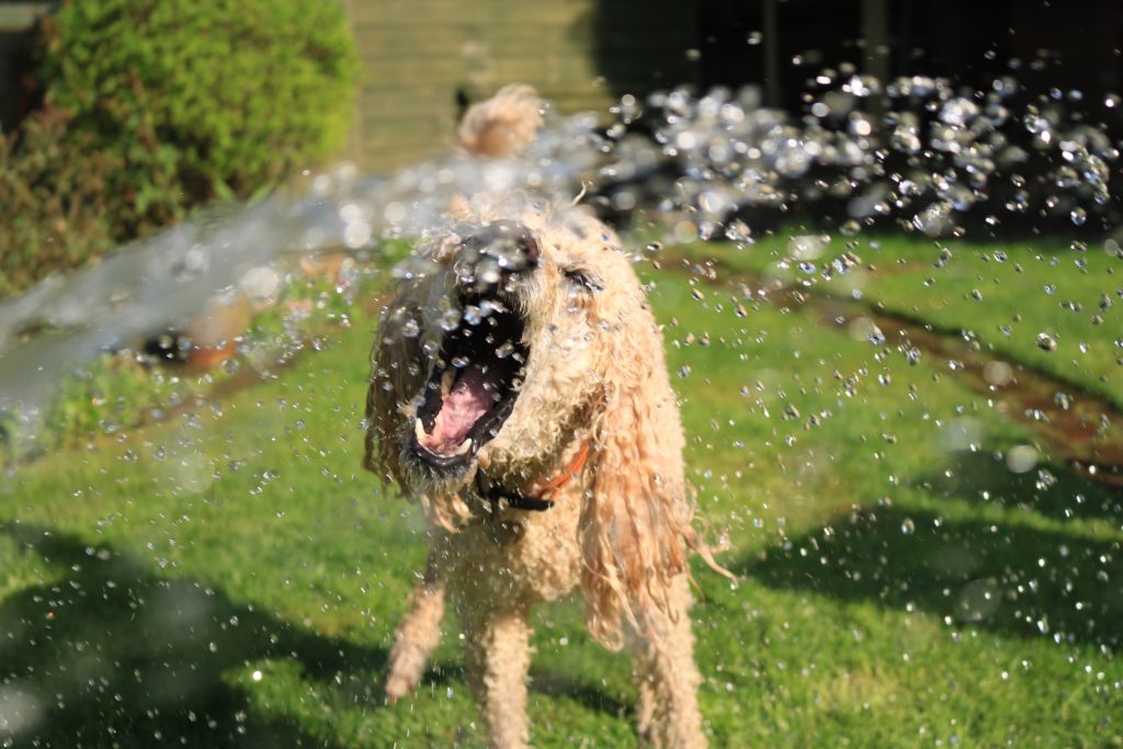 Dog playing in the sprinkler