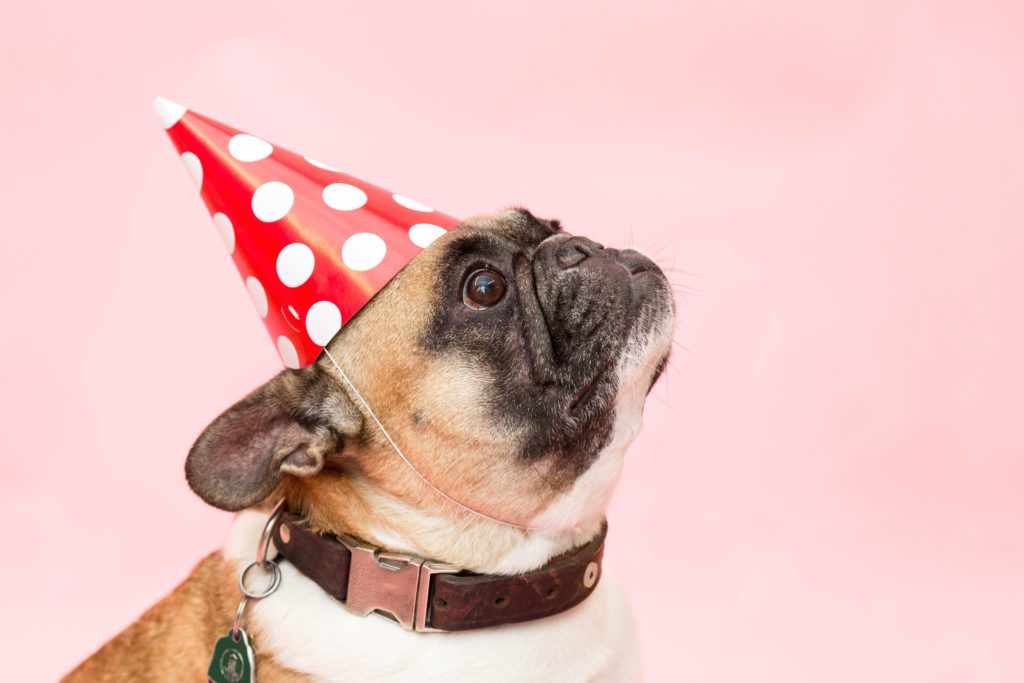 Dog in Birthday Hat