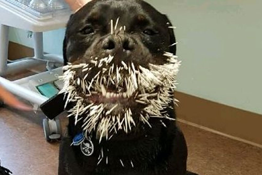 Help! My dog got quill'd now what? - Caledon Mountain Veterinary Hospital
