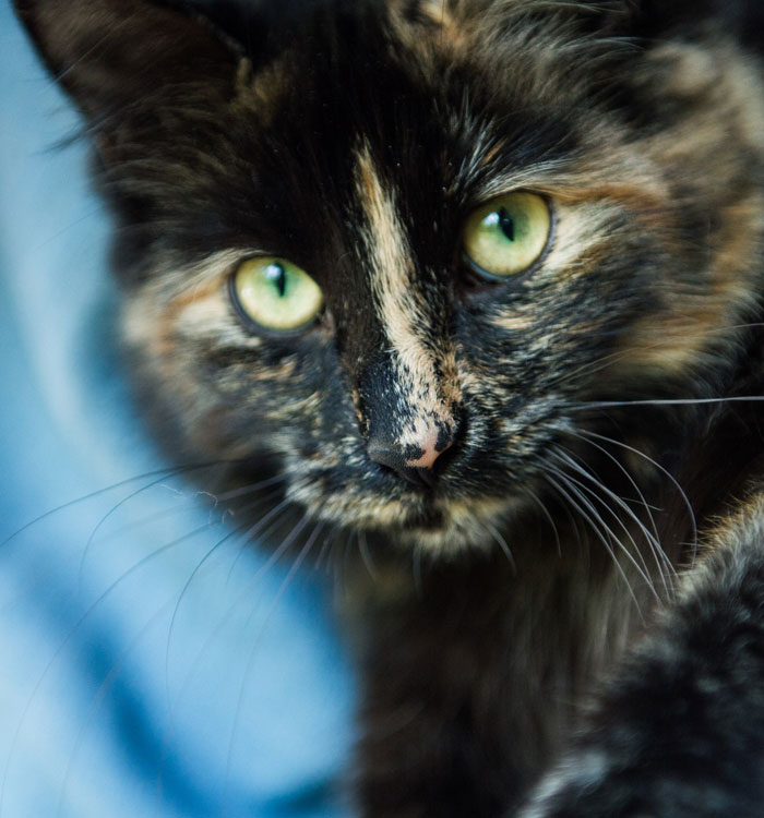 Home2 Vet in Caledon Caledon Mountain Veterinary Hospital