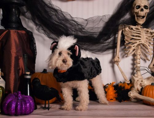 Are Halloween treats safe for my pet?