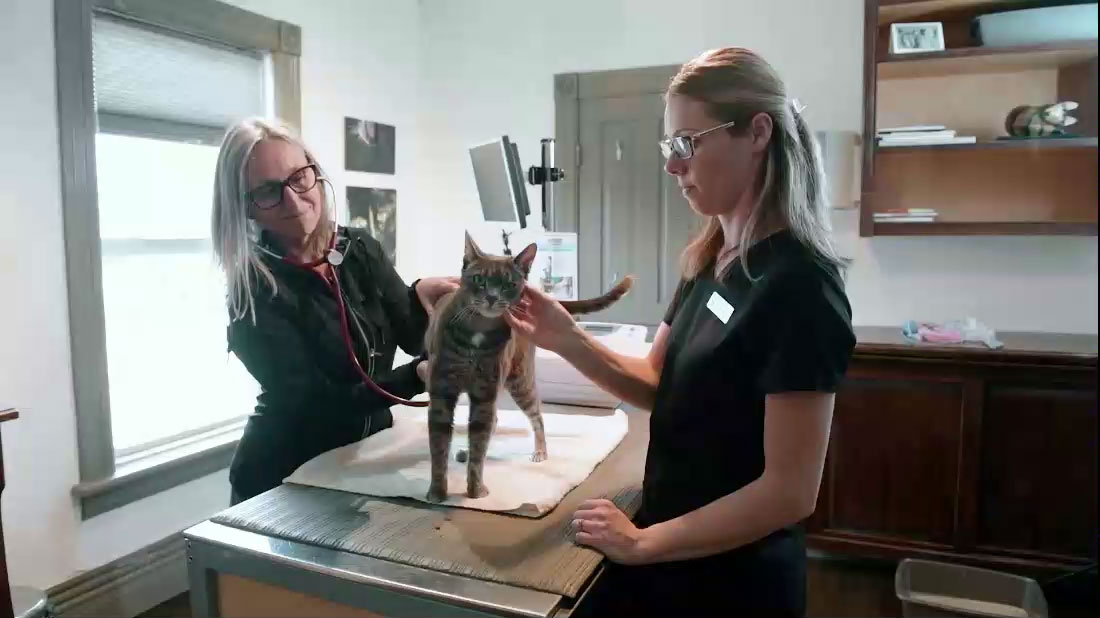 Veterinarian in Caledon Vet Near You Caledon Mountain Veterinary